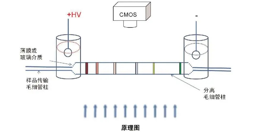 高壓放大器應用領域分享:介電電泳(DEP)技術的具體應用 高壓放大器應用領域分享:介電電泳(DEP)技術的具體應用